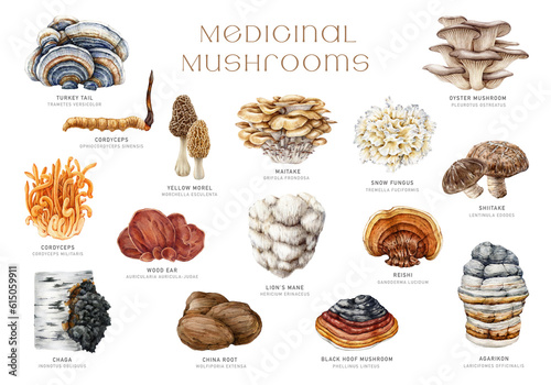 Medicinal mushrooms set. Watercolor illustration. Hand painted medicinal fungus natural elements. Lions mane, chaga, reishi, cordyceps, maitake, turkey tail mushroom collection. White background