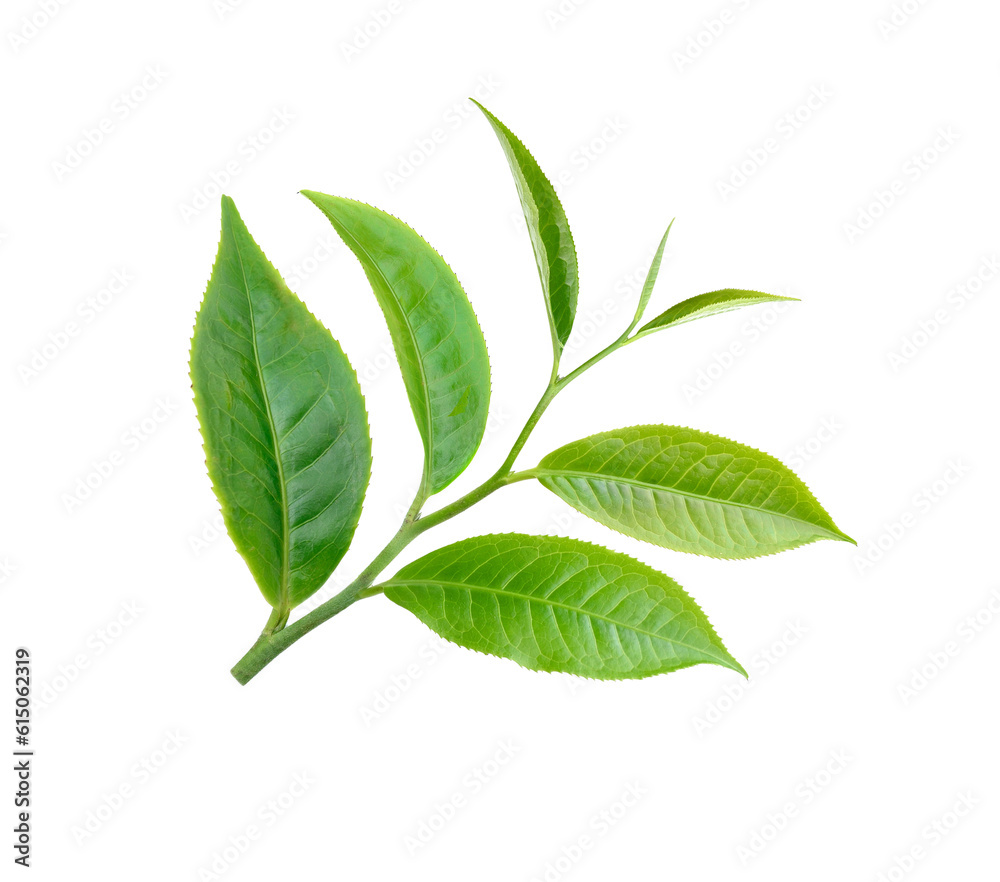 tea leaf isolated on transparent png tea leaf isolated on transparent png