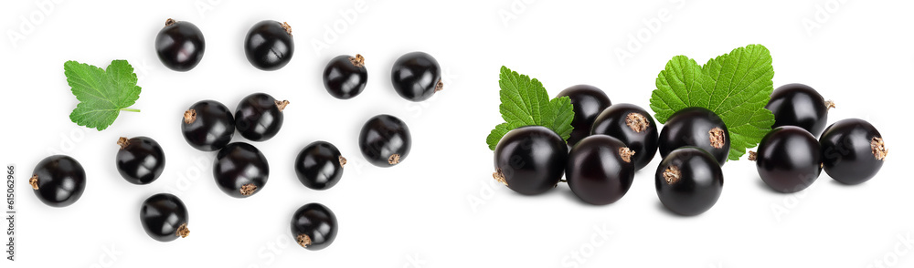 black currant with leaf isolated on white background. Top view. Flat lay pattern black currant with leaf isolated on white background. Top view. Flat lay pattern