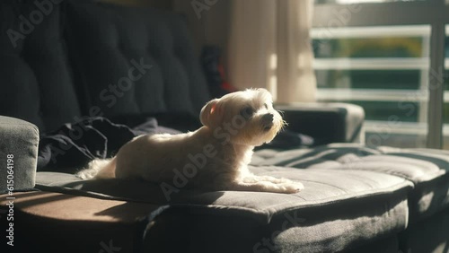 Aadorable and soft white maltese laying comfortably on a couch with decorative while enjoying the sun light photo