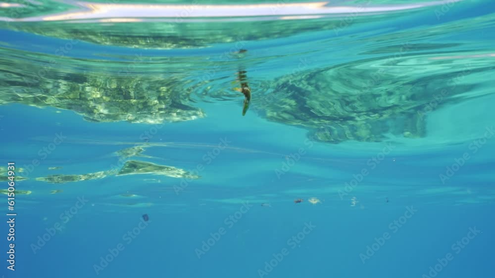 Baby Trigger fish quickly swims under surface of water, Slow motion. Juvenile Triggerfish swims under surface of blue water seeking cover from predators on bright sunny day in sunbeams Baby Trigger fish quickly swims under surface of water, Slow motion. Juvenile Triggerfish swims under surface of blue water seeking cover from predators on bright sunny day in sunbeams
