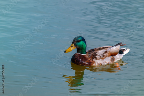  Close -up shot of mallard Duck swimming in the water
