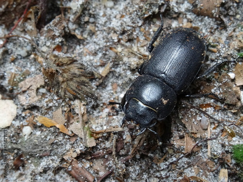 Female Dorcus parallelipipedus, the lesser stag beetle on the ground.