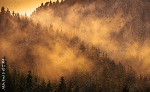Forest tree landscape in the morning with fog rising up from them. Beautiful mountain landscape.
