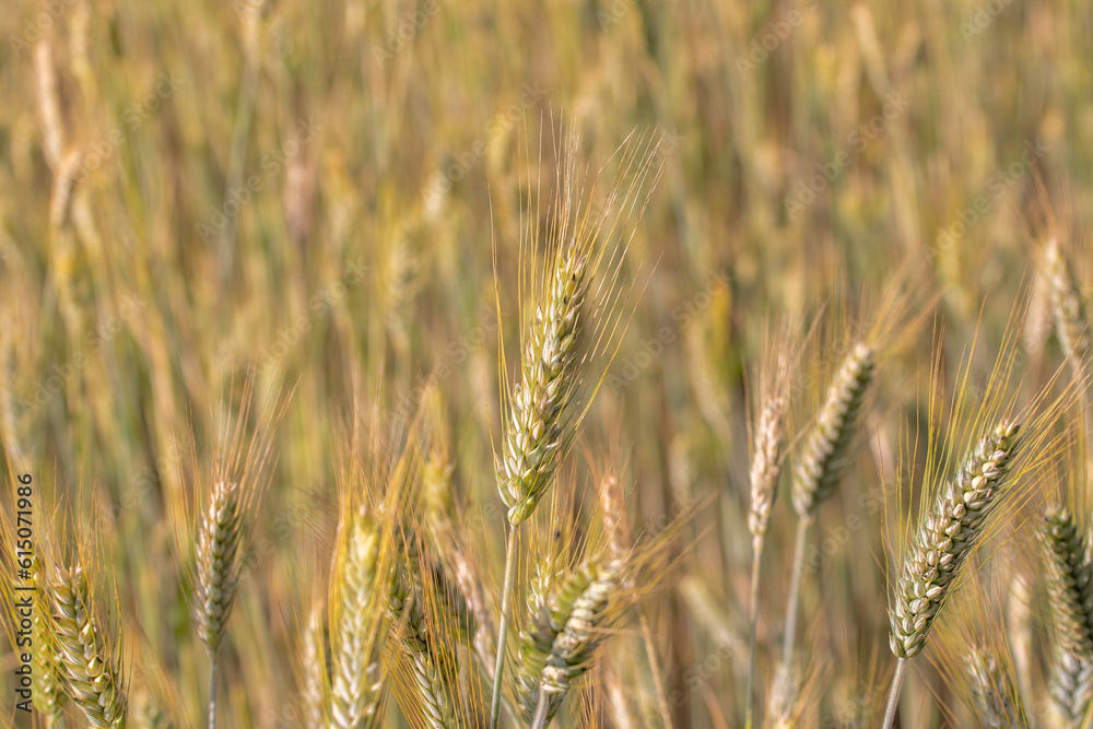 Yellow grain ready for harvest growing in a farm field Yellow grain ready for harvest growing in a farm field