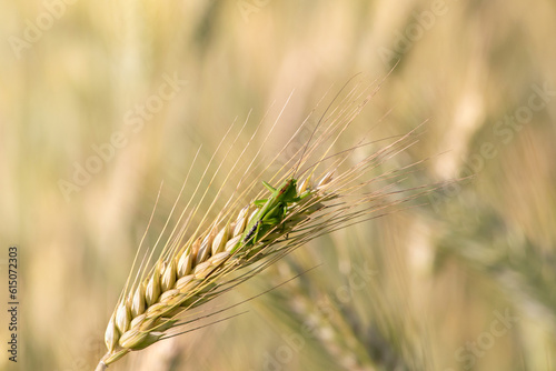 Close-up of green grasshopper resting on the yellow ear of wheat