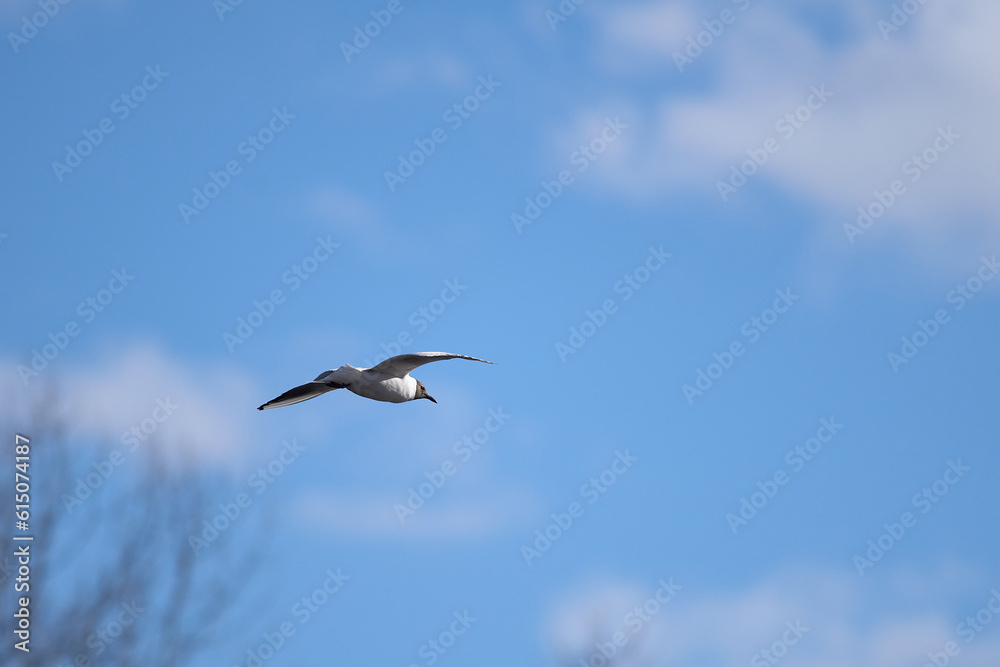 Black Headed Gull flight in the blue sky over a river Neris in the Lithuania Black Headed Gull flight in the blue sky over a river Neris in the Lithuania
