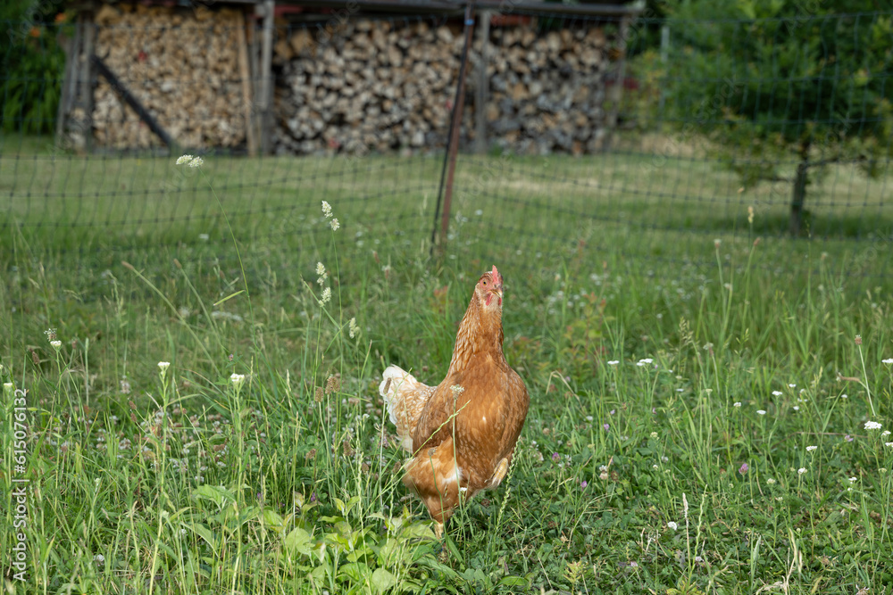 Fototapeta premium Huhn