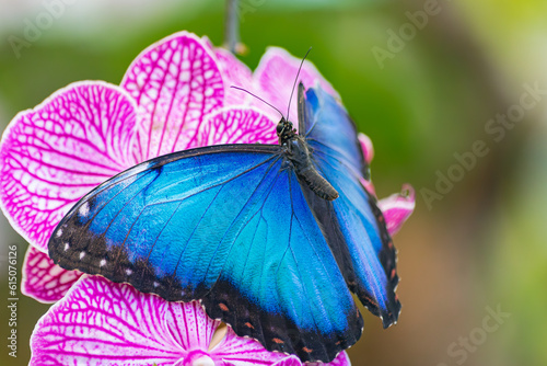 Morpho Peleides, emperor butterfly,in a violet orchid, with open wings photo