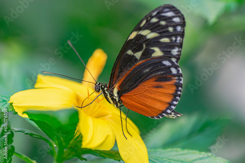  tarricina longwing butterfly, (Tithorea tarricina), with closed wings, pollinating a yellow flower, with green vegetation background