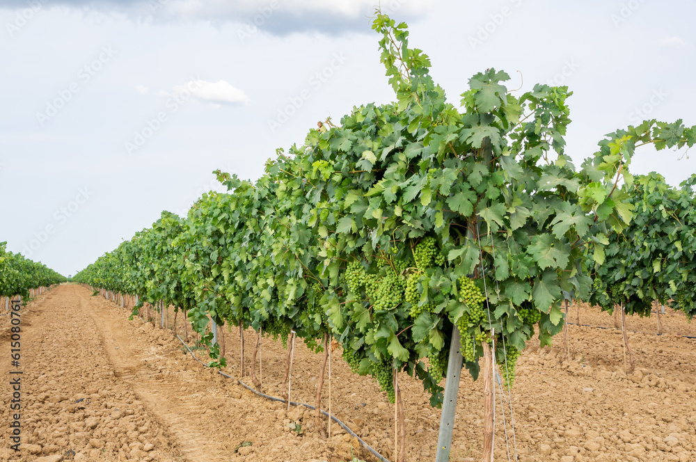 Hilera de viñas en espalderas cargadas de uvas verdes, bajo un cielo nublado.