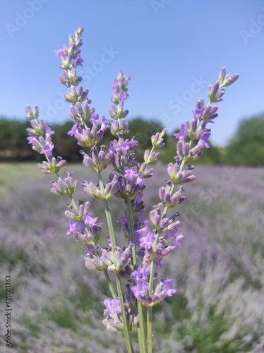 Lavender flowers in the field