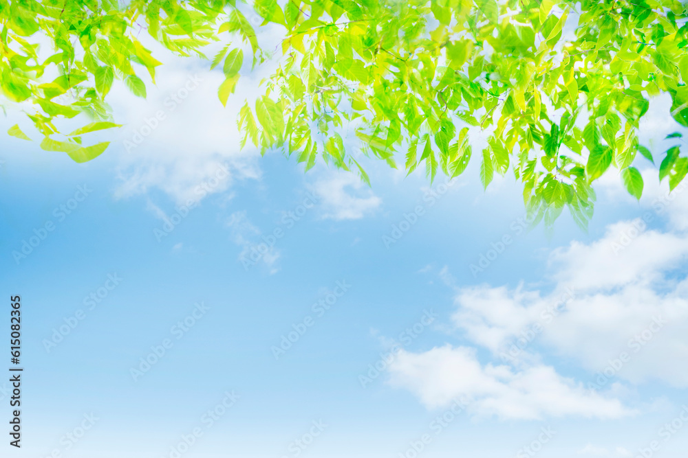 Obraz premium 新緑と青空