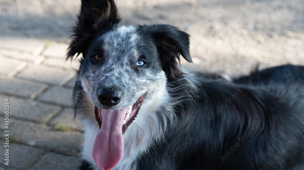 erschöpfter merle odde-eyed Border Collie Junghund mit Heterochromia iridis Augen und Knickohr hechelnd in der Sommerhitze erschöpfter merle odde-eyed Border Collie Junghund mit Heterochromia iridis Augen und Knickohr hechelnd in der Sommerhitze