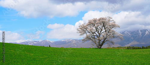 Panoramic of Solitary Cherry Tree and Iwate mountain in Spring at Koiwai farm of Shizukuishi, Iwate District, in Japan. photo