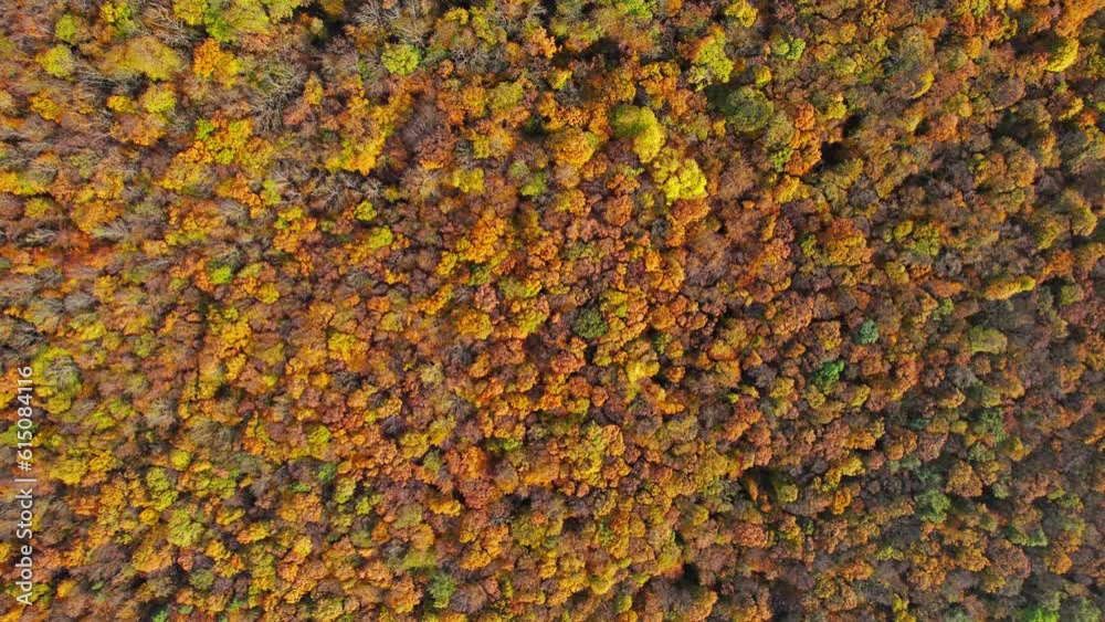Overhead view of top of autumn forest