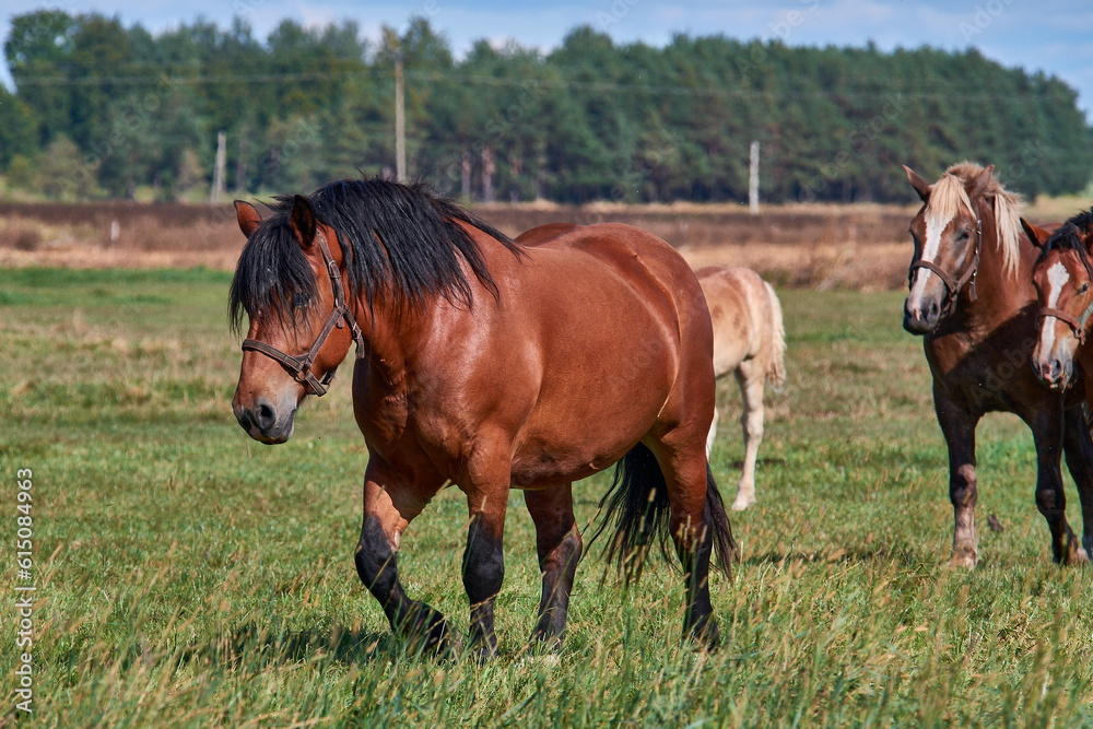 Horses grazing in a summer meadow. Horses grazing in a summer meadow.