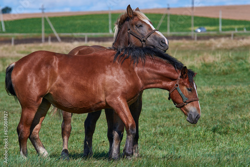 Horses grazing in a summer meadow.