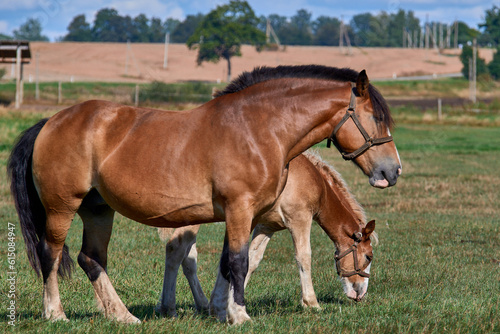 Horses grazing in a summer meadow.