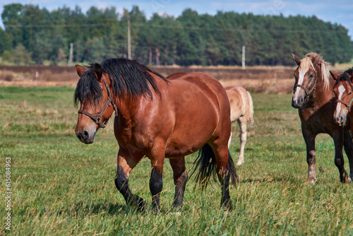 Horses grazing in a summer meadow.