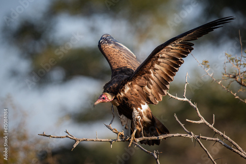 Hooded vulture landing on a branch