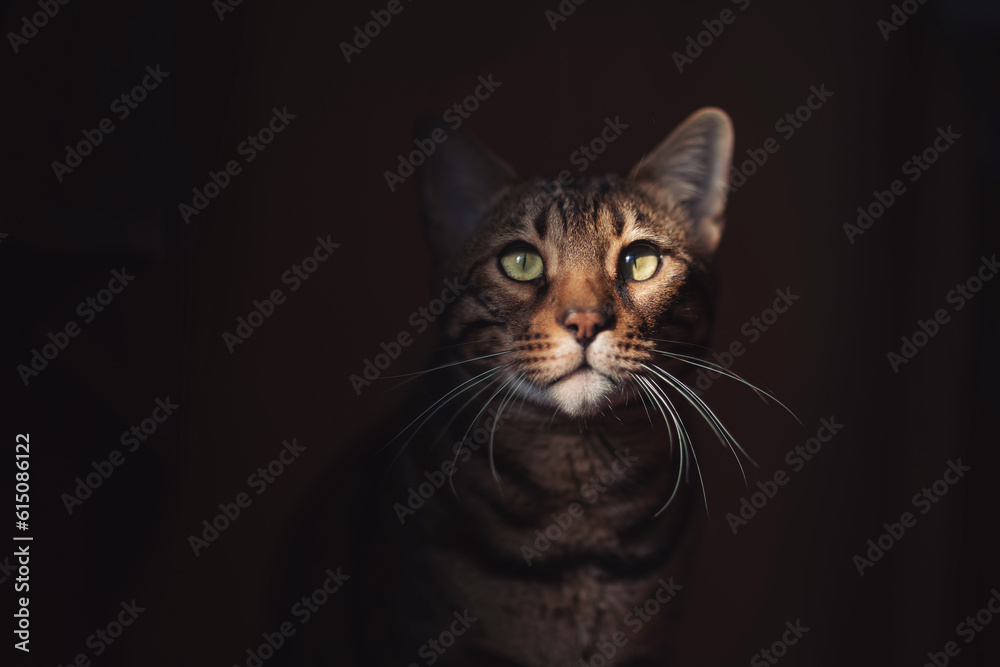 Gorgeous portret of Spotted Bengal Cat with kind eyes on isolated dark Background. Handsome golden brown spotted young adult Bengal cat stay in the sun.