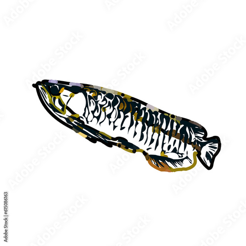 Arowana fish color sketch with transparent background
