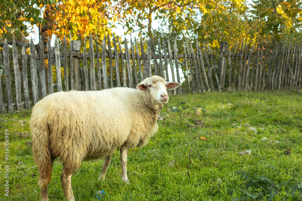 Sheep grazing the gras on the green meadow.Rural landscape. Sheep grazing the gras on the green meadow.Rural landscape.