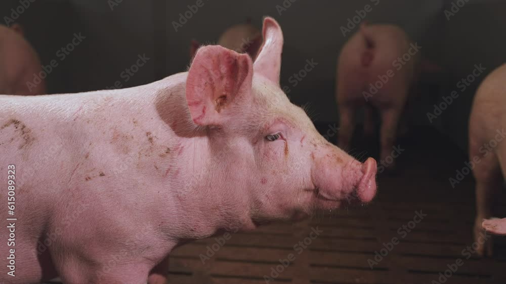 Close-up of pigs, pigs, pig farm, pig pens, pig breeding complex Close-up of pigs, pigs, pig farm, pig pens, pig breeding complex