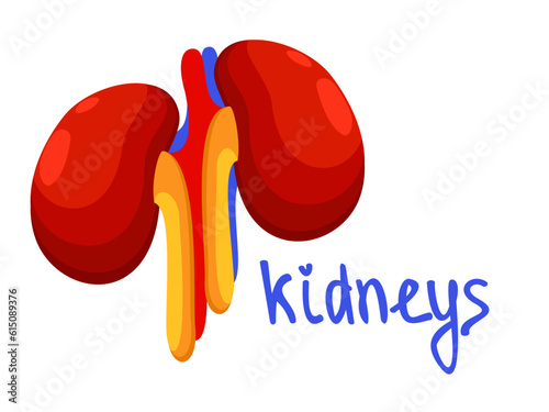 Kidneys. Colorful vector isolated illustration with lettering.