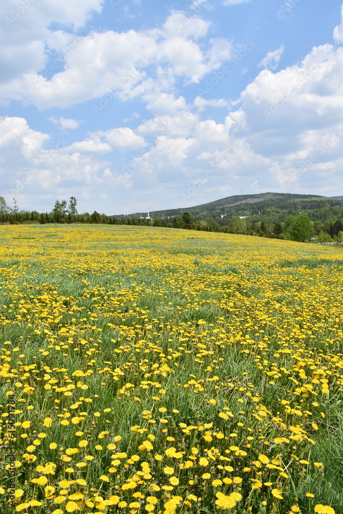 A dandelion field in spring, Saint-Paul, Québec, Canada