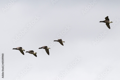 Bernache cravant,.Branta bernicla, Brant Goose, Ile de Texel, Pays Bas