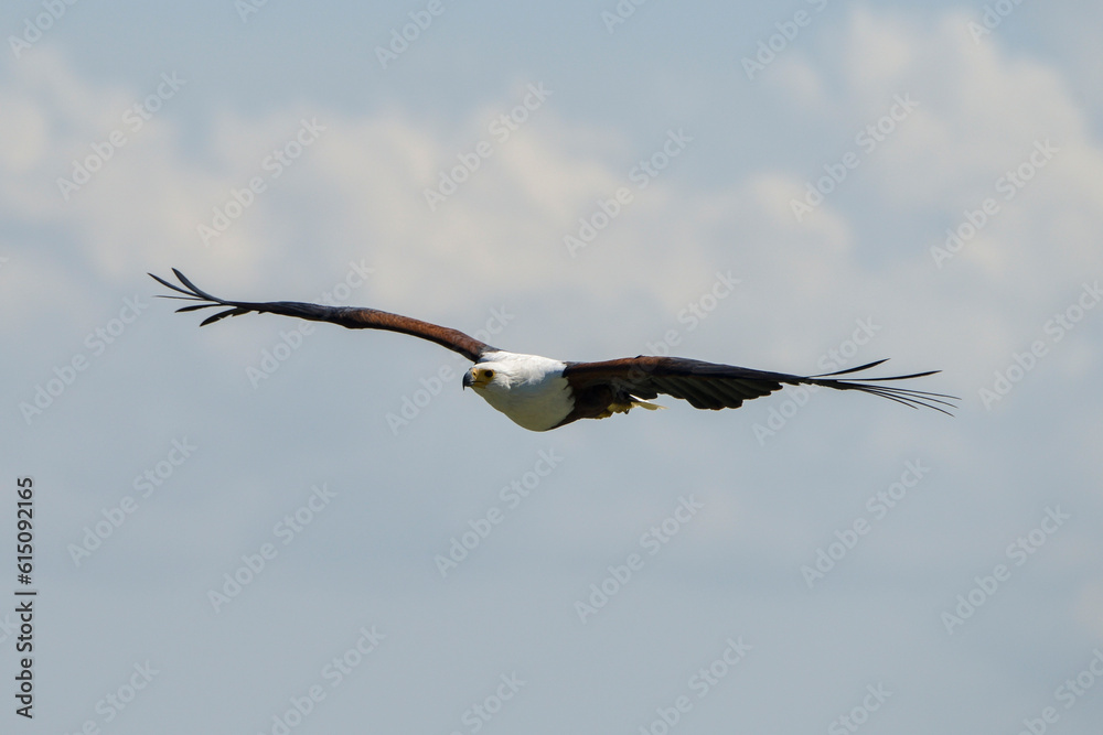 Pygargue vocifère, Pygargue vocifer, African Fish Eagle, Aigle pêcheur d'Afrique, Haliaeetus vocifer, Afrique Pygargue vocifère, Pygargue vocifer, African Fish Eagle, Aigle pêcheur d'Afrique, Haliaeetus vocifer, Afrique