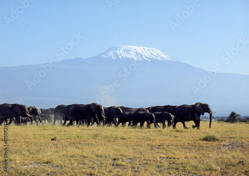 Eléphant d'Afrique, Loxodonta africana, Mont Kilimandjaro, 5895m, Tanzanie, volcan, Parc national d'Amboseli, Kenya, Afrique de l'Est © JAG IMAGES