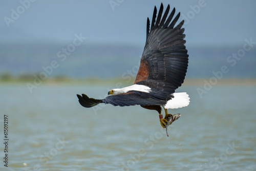 Pygargue vocifère, Pygargue vocifer, African Fish Eagle, Aigle pêcheur d'Afrique, Haliaeetus vocifer, Afrique