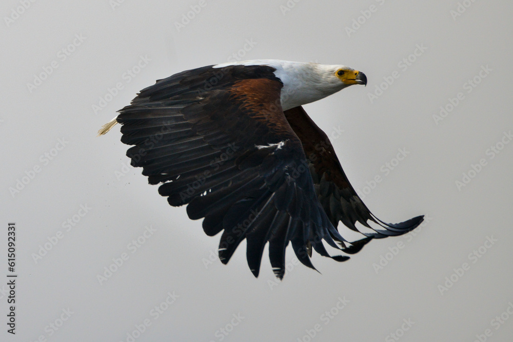 Foto de Pygargue vocifère, Pygargue vocifer, African Fish Eagle, Aigle ...