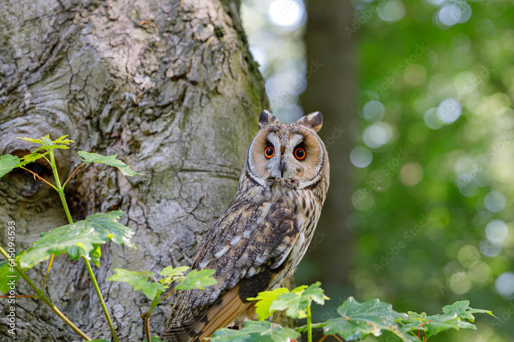 Fototapeta premium Long Eared Owl in woodland setting.