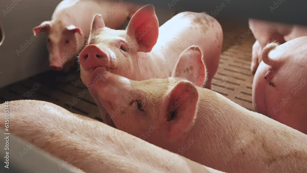 Close-up of pigs, pigs, pig farm, pig pens, pig breeding complex Close-up of pigs, pigs, pig farm, pig pens, pig breeding complex