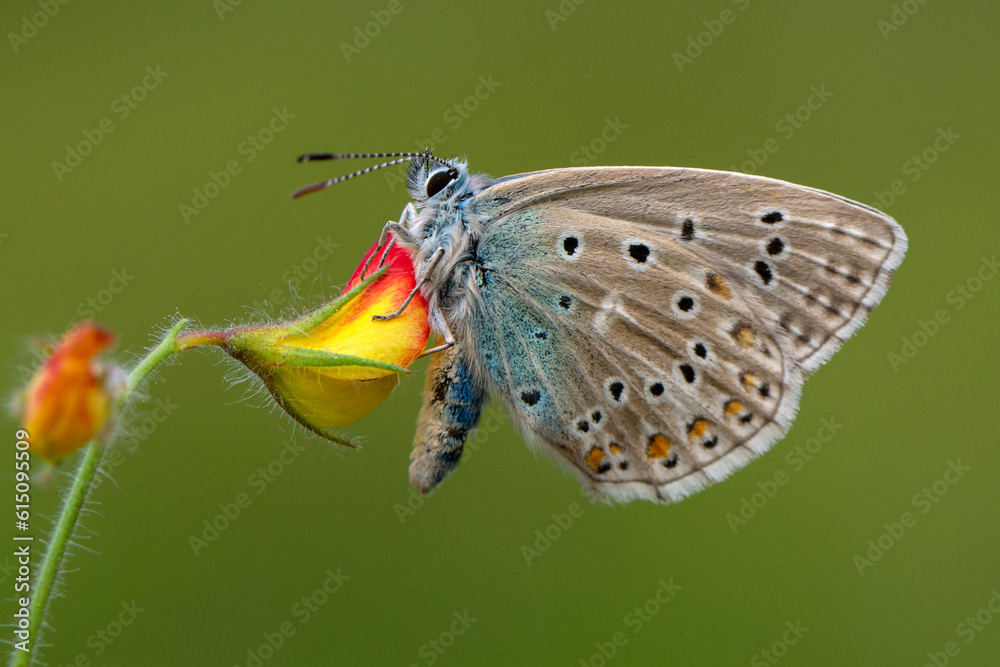 Obraz premium Macro shots, Beautiful nature scene. Closeup beautiful butterfly sitting on the flower in a summer garden.