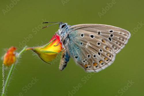 Macro shots, Beautiful nature scene. Closeup beautiful butterfly sitting on the flower in a summer garden.