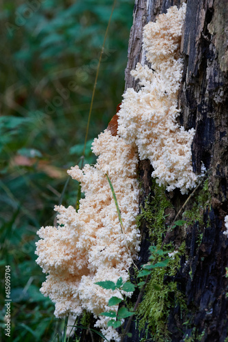 Ästiger Stachelbart (Hericium coralloides) photo