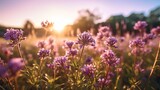 a field of purple flowers with the sun in the background