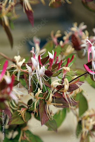 Macro image of Honeysuckle flowers, Derbyshire England   © Judith