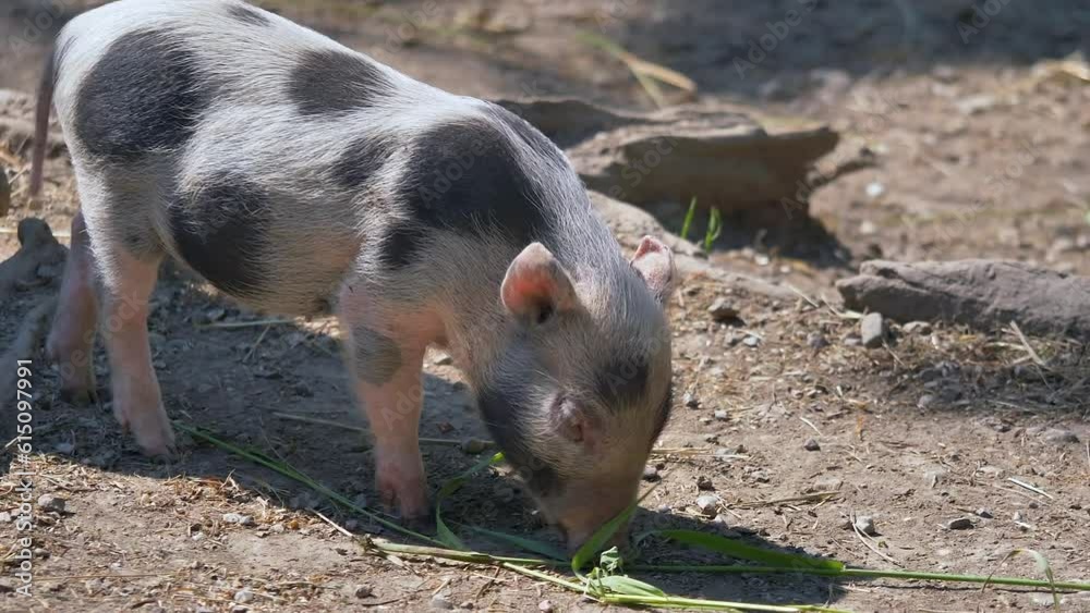 Kleines Schwein, Ferkel (Sus scrofa domestica) Kleines Schwein, Ferkel (Sus scrofa domestica)