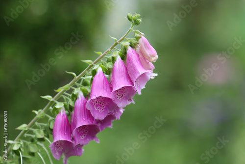 Fototapeta Naklejka Na Ścianę i Meble -  Digitalis purpurea. Foxglove Dalmatian Purple. Digitalis Purpurea in the garden. Summer flowers. Common foxglove. Purple foxglove or lady's glove. Garden flowers. Floral background