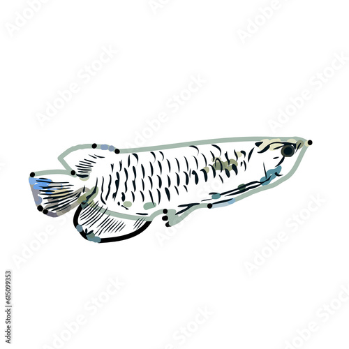 Arowana fish color sketch with transparent background