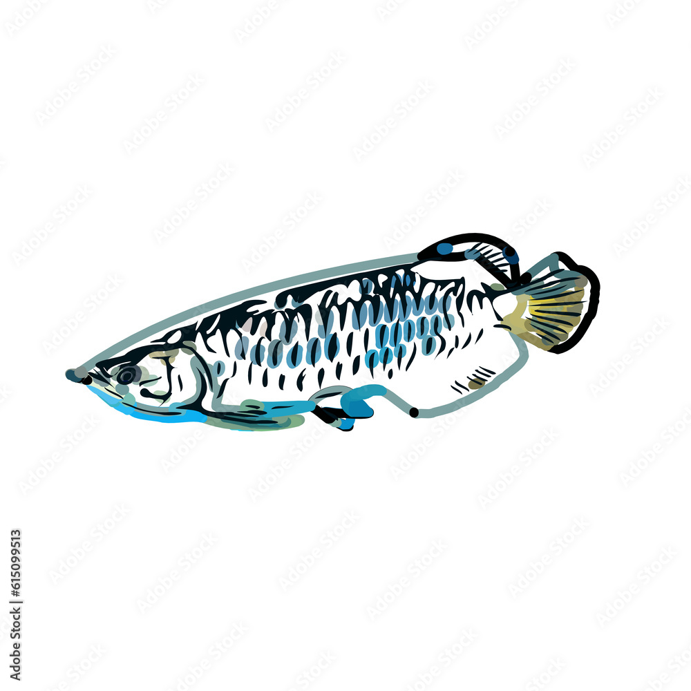 Arowana fish color sketch with transparent background Arowana fish color sketch with transparent background