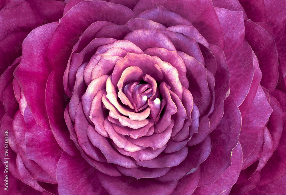 Close-up of purple rose flower. Beautiful rose background. View from above. Closeup. Nature. Close-up of purple rose flower. Beautiful rose background. View from above. Closeup. Nature.