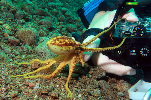curious playful octopus touches explores underwater camera