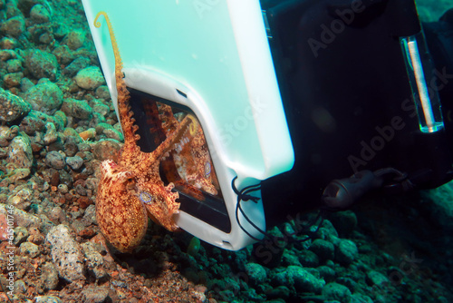 curious playful octopus touches explores underwater camera, animal behavior, Mototi Octopus